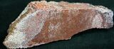 Polished Agatized Dinosaur Bone - Red #7848-1